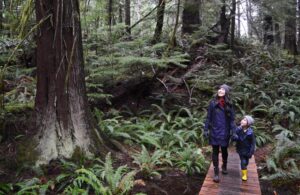 Dr. Melissa Lem and her son take in the sight of old growth trees in Kw’as Park on Cortes Island.